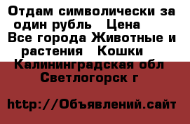 Отдам символически за один рубль › Цена ­ 1 - Все города Животные и растения » Кошки   . Калининградская обл.,Светлогорск г.